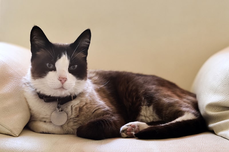 snowshoecatwithablackcollarandsilvertagrestingonawhitechairmin News Home Snowshoe