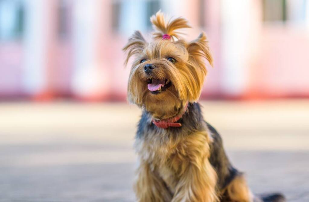 teddybearYorkiehaircuts0101 News Home Designer Cut