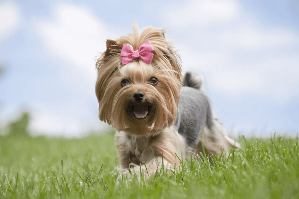teddybearYorkiehaircuts11 News Home Female Yorkie Haircuts