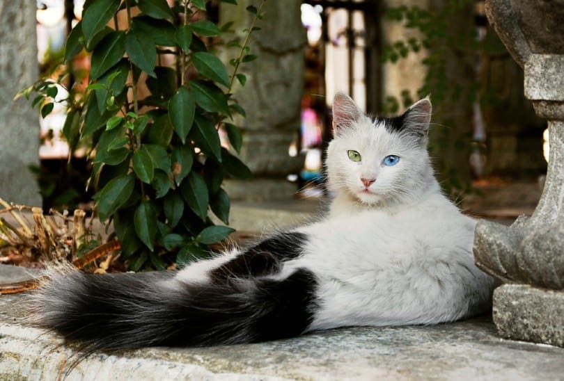 turkishangoracatoddeyesblueandgreenAyhanTuranMenekayShutterstock News Home Turkish Angora