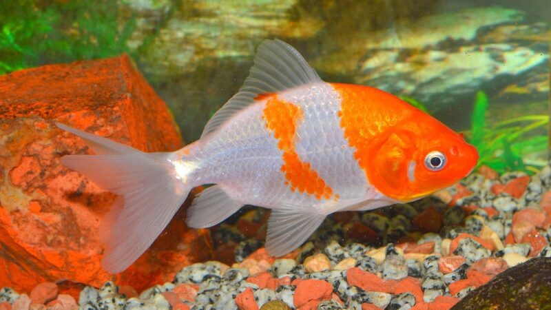 Goldfish Water Temperature