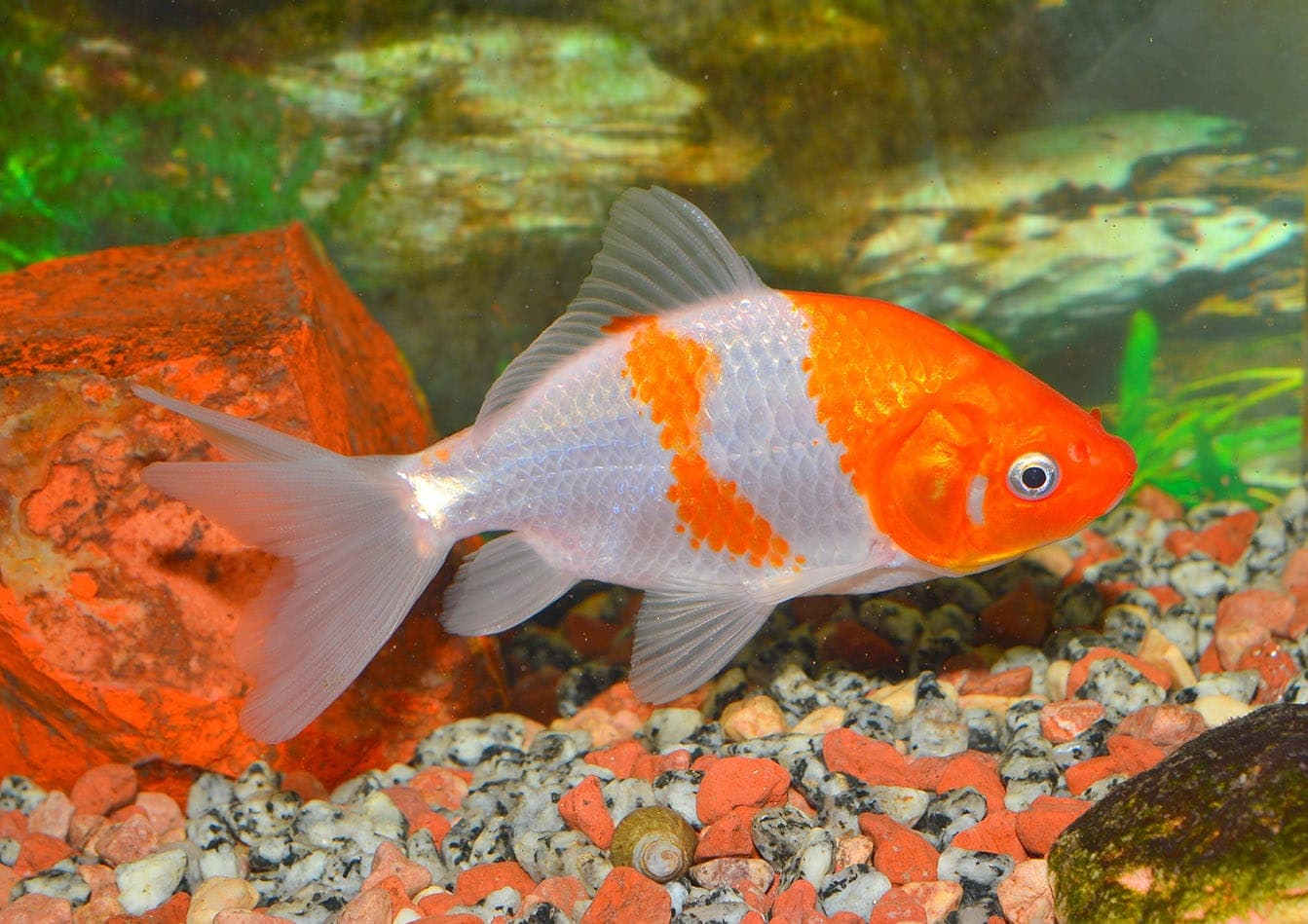 Goldfish Water Temperature - News Home Goldfish Water Temperature