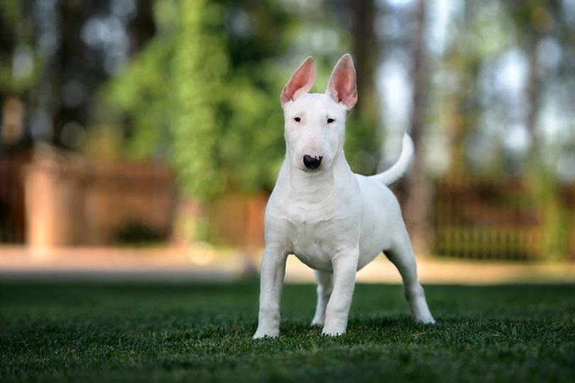 whitebullterrierpuppystandingoutdoorotsphotoShutterstock News Home Walter Aka Nelson