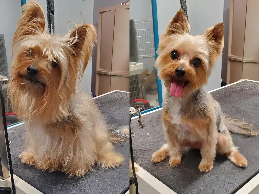 Yorkie Before and After