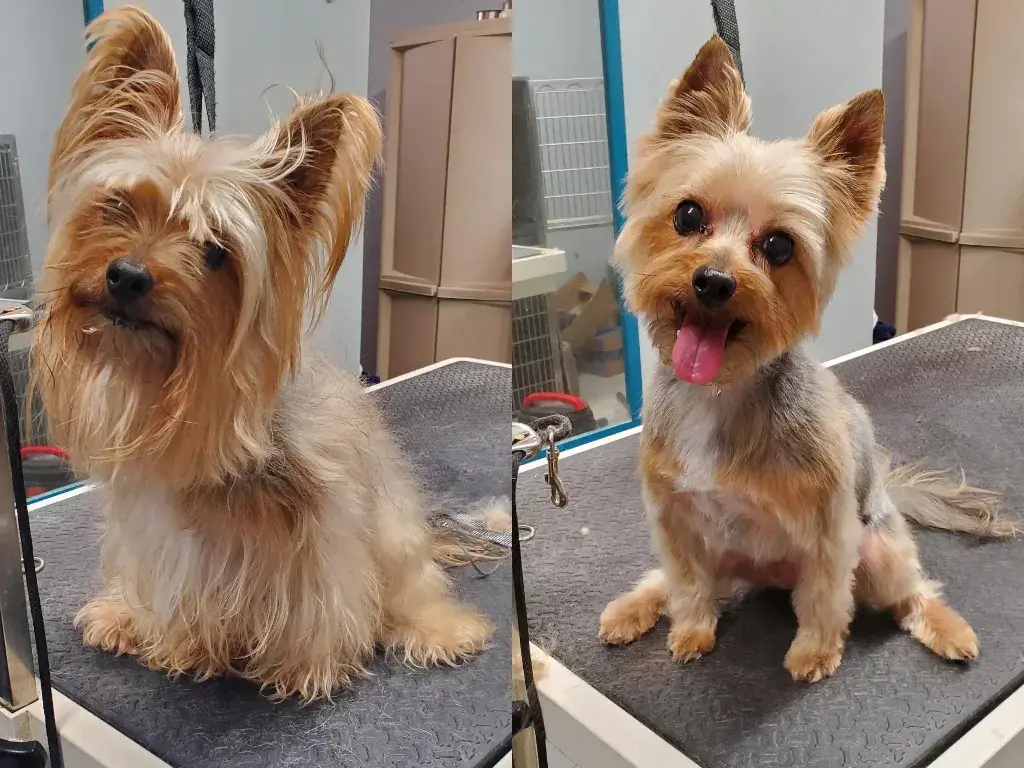 yorkiehaircuts8 News Home Yorkie Before and After
