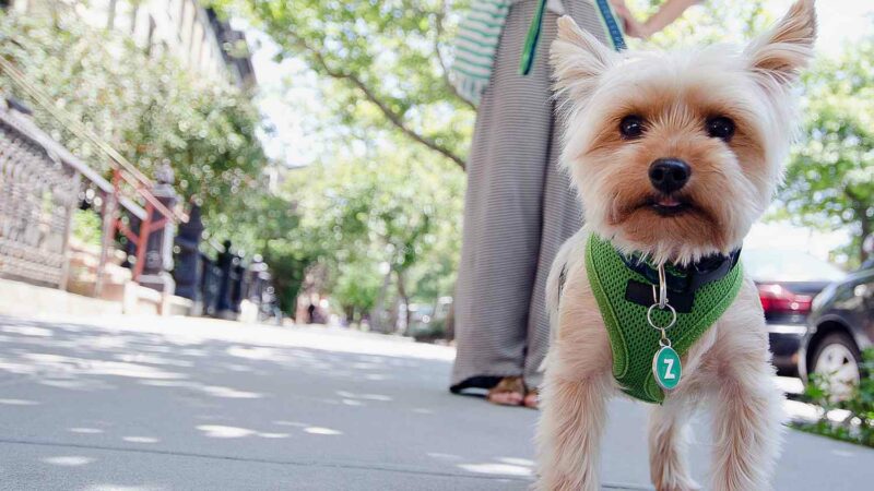 Top 9 Best Yorkie Haircuts (2023) 