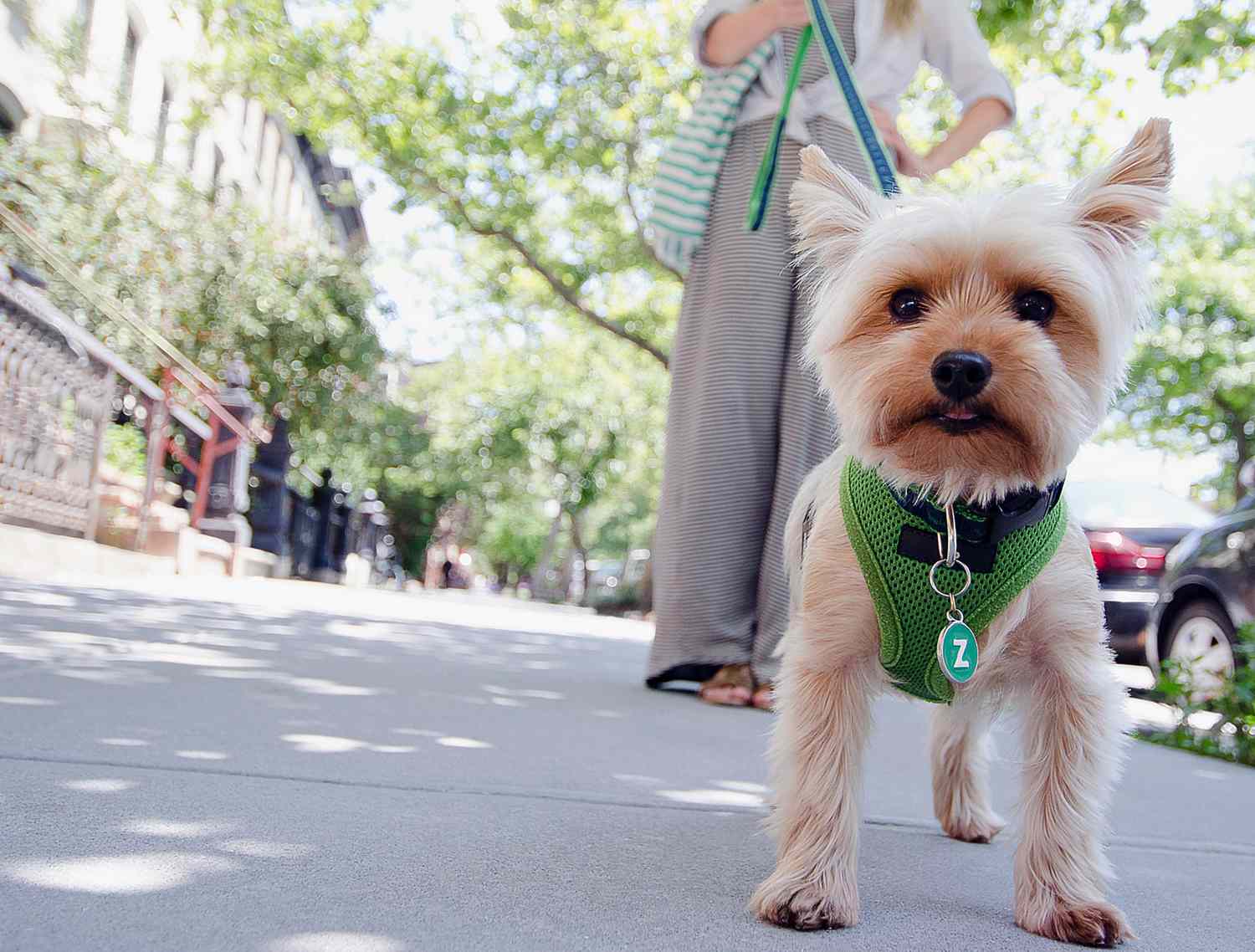 Yorkie Haircuts