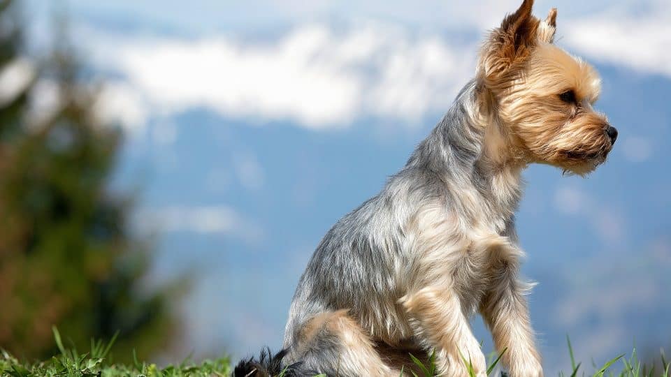 yorkshireterrierhaircut960x5401 News Home Male Yorkie Haircuts