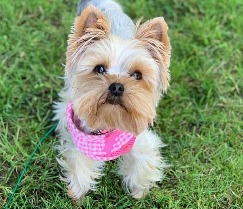 yorkshireterrierwithsquaredpuppyhaircut780x6731 News Home Female Yorkie Haircuts