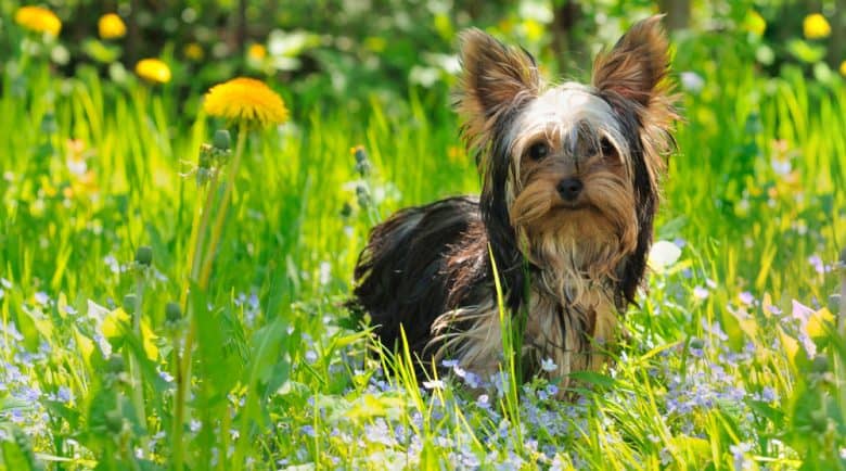 youngyorkshireterrierdoginthemeadow780x4341 News Home Yorkie Haircuts