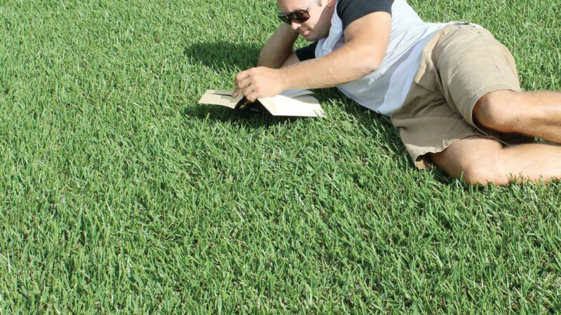 Discovering the Beauty and Benefits of Buffalo Grass