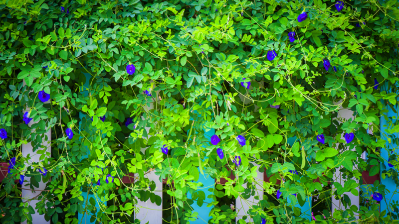 Unlocking the Beauty and Benefits of Butterfly Pea Flower