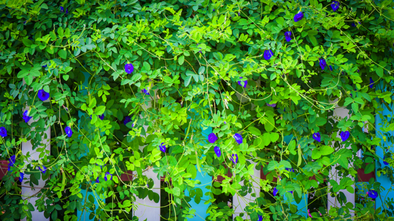 butterfly pea flower