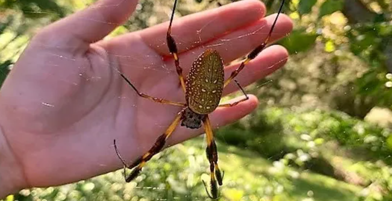 banana spider