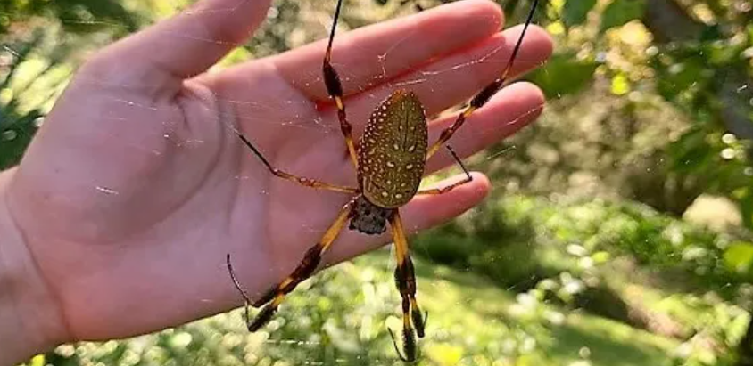 banana spider