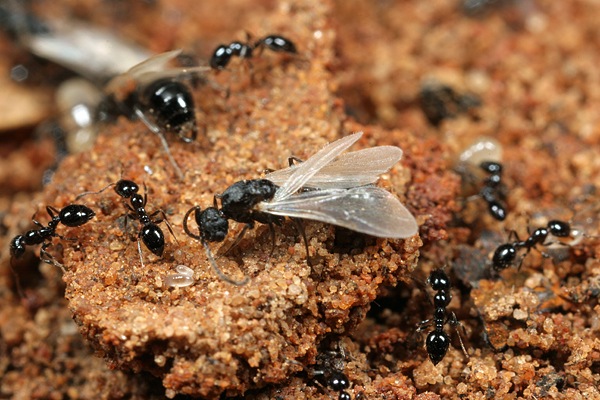 ants with wings - News Home ants with wings