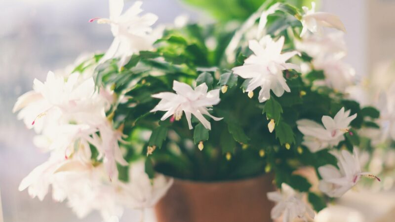 Thanksgiving Cactus Care Guide: Tips for Growing a Festive Favorite