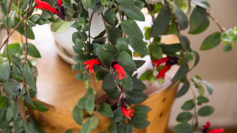 How to Grow and Care for the Lipstick Plant