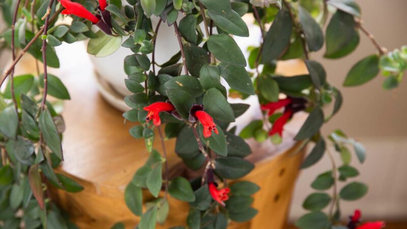 lipstick plant