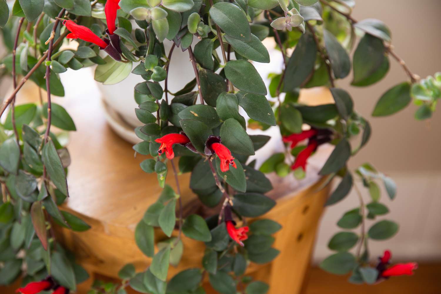 lipstick-plant-care-5083734-4-cfc1478697e74205bbd705c31319cb29 - News Home lipstick plant