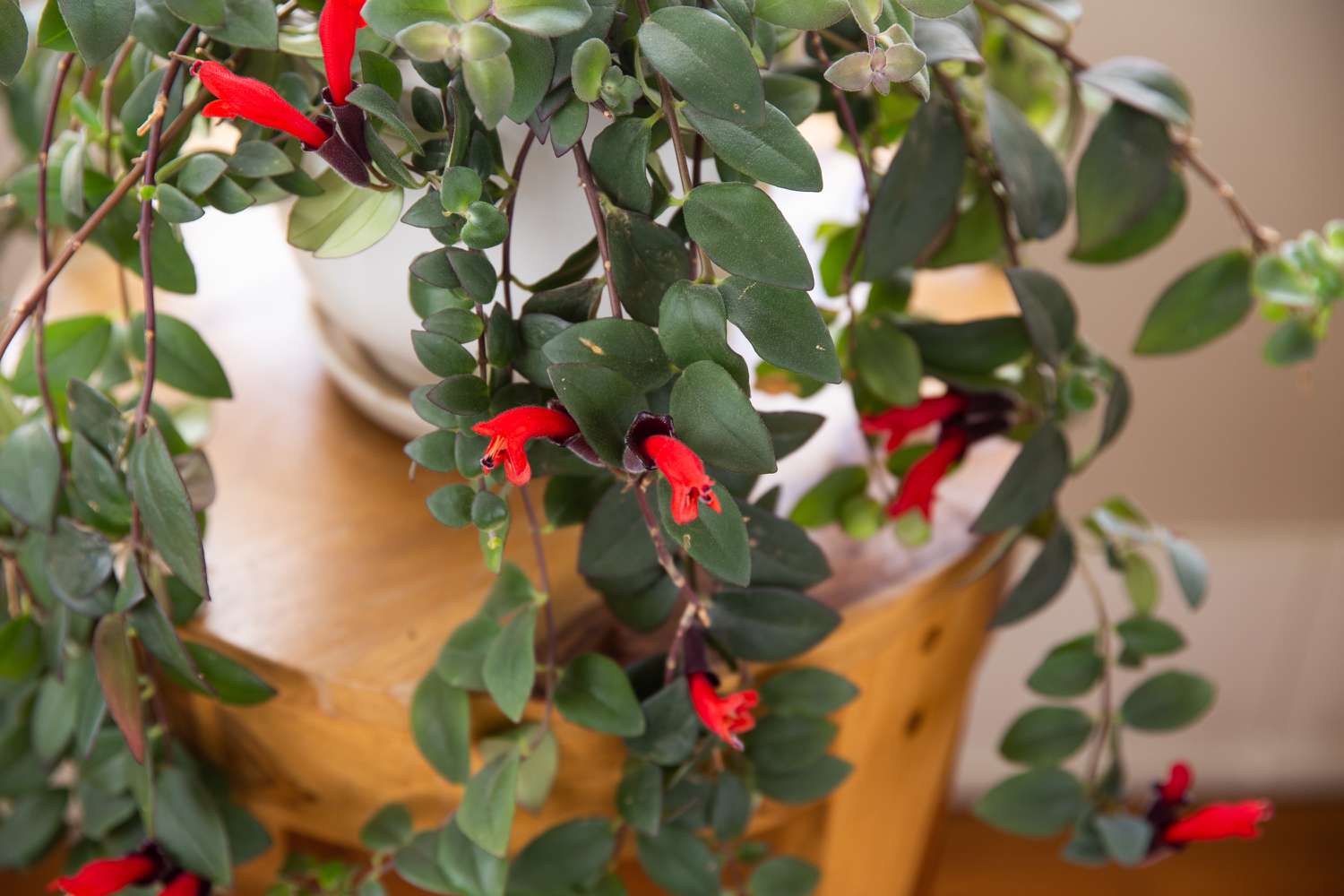 lipstick plant