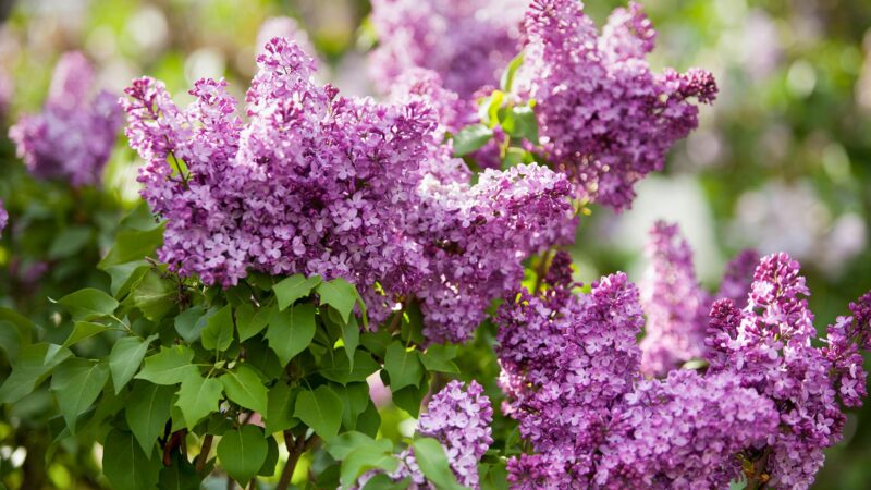 lilac bush