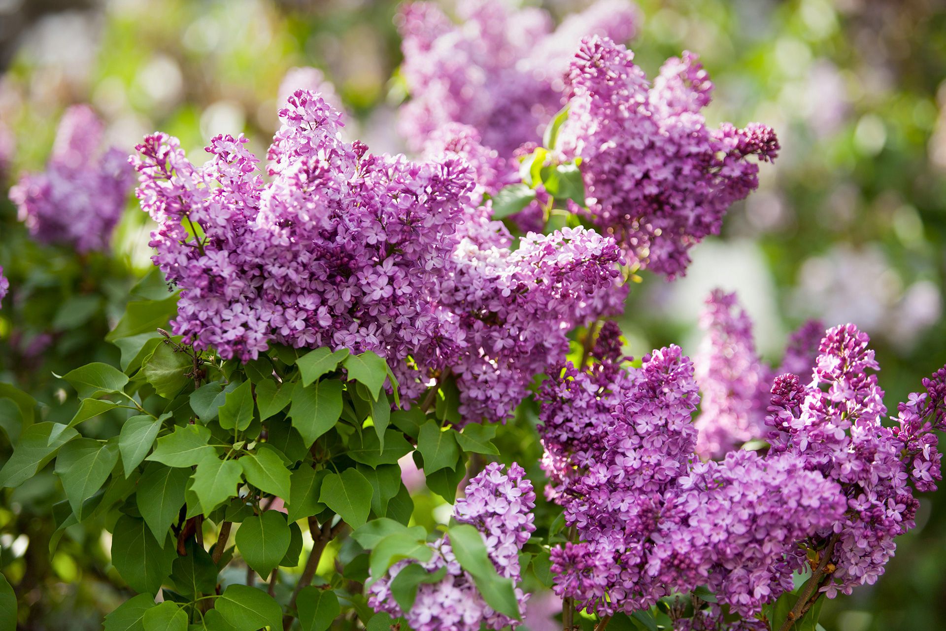 lilac bush