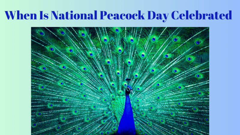 When Is National Peacock Day Celebrated