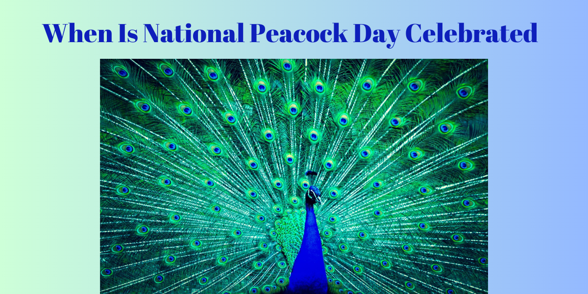 National Peacock Day - News Home National Peacock Day